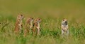 Ground squirrels standing in a field Royalty Free Stock Photo