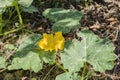 Pumpkin Vine And flower Royalty Free Stock Photo