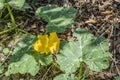 Blossom Of Pumpkin Vine Royalty Free Stock Photo