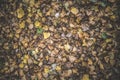 The ground is strewn with autumn October leaves of different colors - yellow, green, brown, dry Royalty Free Stock Photo