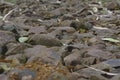 Ground surface path made out pebbles and stones Royalty Free Stock Photo