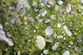 Ground surface texture, moss and stones Royalty Free Stock Photo