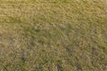 Ground texture with dry grass and small, rare tufts of green plants.