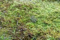 The ground is thickly covered with moss. Empty green background, texture of grass, various vegetation. An empty form for design or