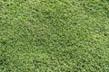 The ground is thickly covered with moss. Empty green background, texture of grass, various vegetation. An empty form for design or Royalty Free Stock Photo