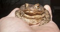 The ground toad Royalty Free Stock Photo