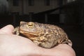 The ground toad Royalty Free Stock Photo