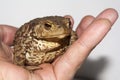 The ground toad Royalty Free Stock Photo