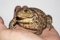 The ground toad Royalty Free Stock Photo