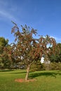 Tree full of ripe crab apples Royalty Free Stock Photo