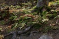 Ground with tree roots, moss and plants in forest