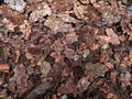 The ground under spruce tree covered with fallen bark