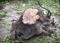 A large uprooted tree stump with roots. Royalty Free Stock Photo