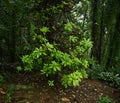 Ground view of a cannonball tree with lots of fresh green leaves and fruits on the trunk Royalty Free Stock Photo