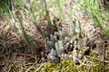 Ground view focus on small wild succulents between pine needles and moss Royalty Free Stock Photo