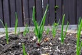 Ground view of onion greens growing in a garden Royalty Free Stock Photo