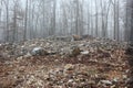 Ground view of Rock Hawk Effigy Mound