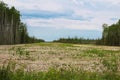 Ground view of a wide firebreak in a heavy forested area Royalty Free Stock Photo