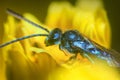 robber fly (Asilidae) blue-black