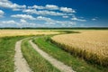 Ground winding road through fields with grain, horizon and white clouds on a blue sky Royalty Free Stock Photo