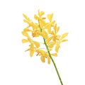 The ground yellow orchid flowers isolated on white background Royalty Free Stock Photo