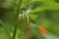 groundcherries, edible wild fruit on tree in the garden