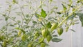 groundcherries, edible wild fruit on trees in the garden