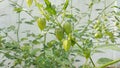 groundcherries, edible wild fruit on trees in the garden