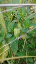 Groundcherry plant Royalty Free Stock Photo