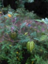 groundcherry plant Royalty Free Stock Photo