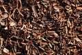 Groundcover Bark Texture Royalty Free Stock Photo