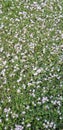 Groundcover with blooming flowers