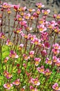 Groundcover garden plant - Arends Saxifraga (Saxifraga arendsii) Royalty Free Stock Photo