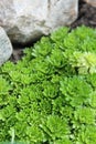 Groundcover of a rock garden