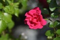 Groundcover Rose Toscana
