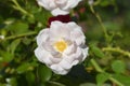 Groundcover Rose White Hedge