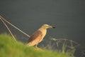 Grounded bird on a look Royalty Free Stock Photo