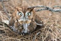 Grounded Eastern Screech Owl, Georgia USA Royalty Free Stock Photo