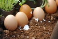 grounded eggshells as a natural fertilizer