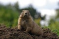 Groundhog 02 Royalty Free Stock Photo