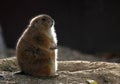 Groundhog in backlight Royalty Free Stock Photo