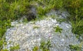 Groundhog burrow in natural conditions. Burrow of the Marmota bobak in the chalk mountains among the grass. Animal house in nature