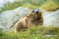 Groundhog collecting grass for building a nest Royalty Free Stock Photo