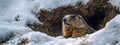 The groundhog crawled out of his hole, the snow melted, spring came - Groundhog Day. Groundhog Day concept Royalty Free Stock Photo