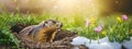 The groundhog crawled out of his hole, the snow melted, spring came - Groundhog Day. Groundhog Day concept Royalty Free Stock Photo