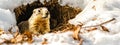 The groundhog crawled out of his hole, the snow melted, spring came - Groundhog Day. Groundhog Day concept Royalty Free Stock Photo