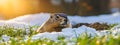 The groundhog crawled out of his hole, the snow melted, spring came - Groundhog Day. Groundhog Day concept Royalty Free Stock Photo