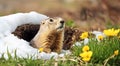The groundhog crawled out of his hole, the snow melted, spring came - Groundhog Day. Groundhog Day concept Royalty Free Stock Photo
