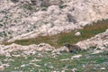 A curious groundhog observes what is happening in front of him. The rodent was photographed in the summer in the Swiss