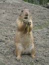 Groundhog eating grass close up outdoors Royalty Free Stock Photo